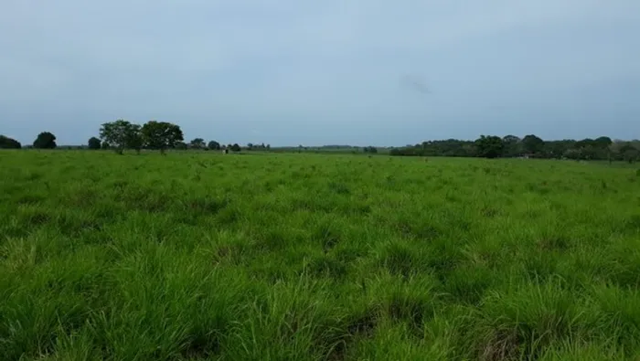 R$ 1 milhãso de reais 80 hectares a 30 km de Castanhal fazendola