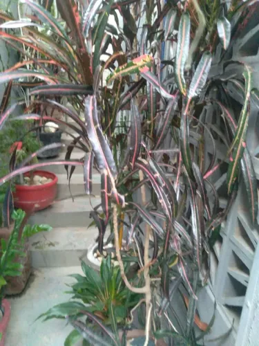 Planta Ornamental no vaso rústico