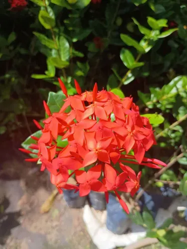 Ixoria cabeção 