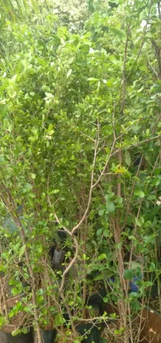 Mudas de acerola