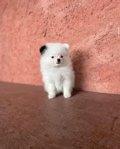 Filhote Spitz, Seu novo melhor amigo tem quatro patas e muito amor para dar!
