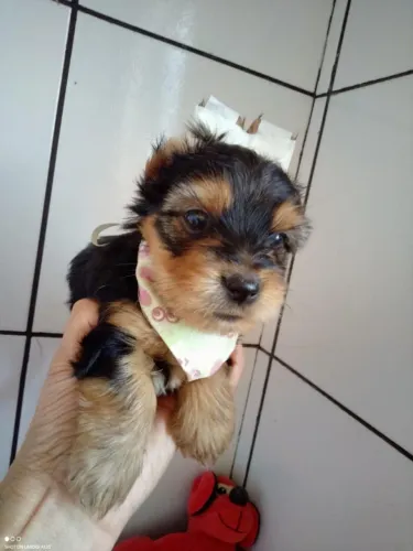 Yorkshire Filhotes ? Pequenos, Elegantes e Super Carinhosos!