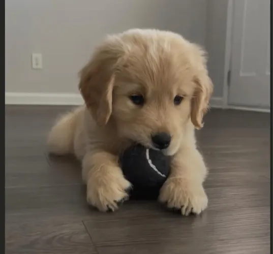Golden retriever imaginativo