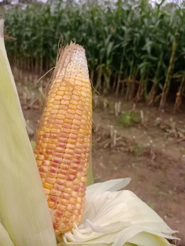 Silagem de Milho Integral 