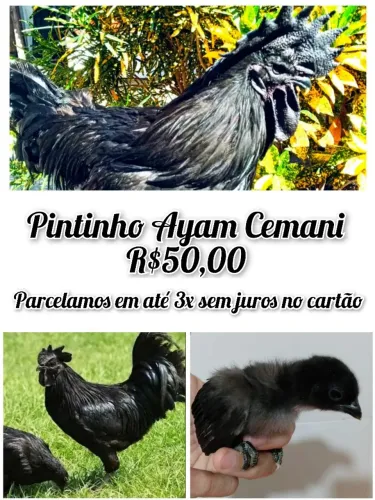 Pintinho Ayam Cemani 