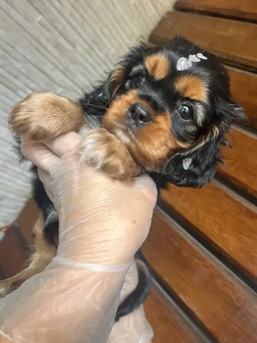 Cavalier King Fêmea Pequena - Com vacina ética e suporte