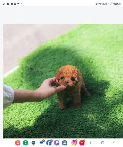 Poodle Mini Toy Red - Filhotes com pelagem vermelha exuberante e fofinhos 