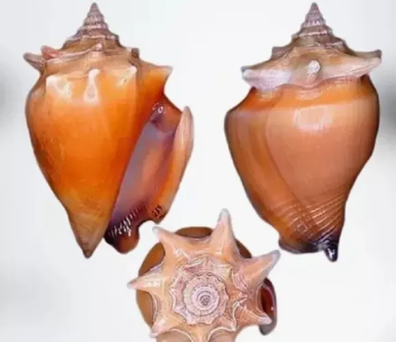 Coracol/Conchas do Mar Naturais