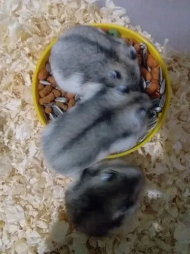 Vende-se filhote de hamster anão russo 