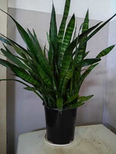Plantas