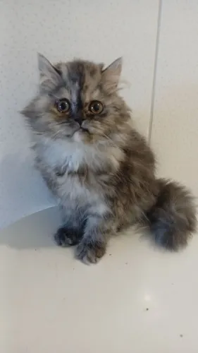 Gatinhos Persa última Fêmea