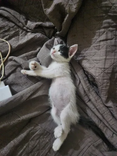 Gatinha para adoção 