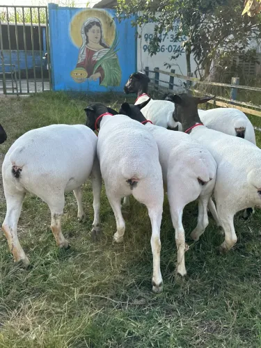 Borregas Dorper