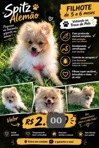 Promoção lindo spitz alemão laranja por 2000
