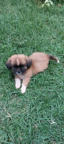 Filhotes de shitzu. Dois machos e uma fêmea 46 dias vermifugados e vacinados.