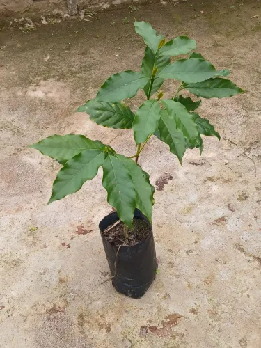 Vendo mudas de pé de café ,com o tamanho 50 cm