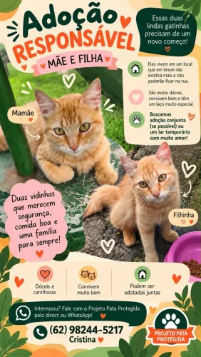 Gatas amarelas lindas