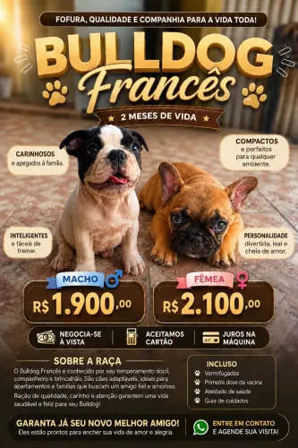 Buldogue Francês 