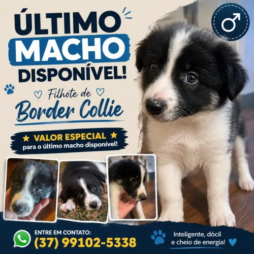 Filhote de Boder Collie último Macho