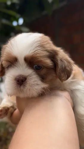 Shih-tzu macho