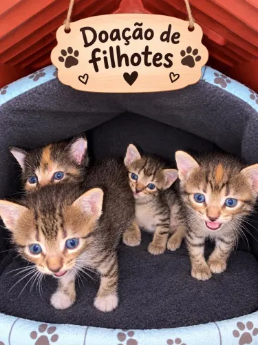 Filhotes de gato para doação gatinhos