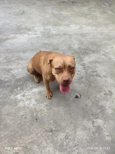 Pit Bull para adoção