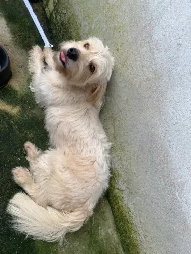 Estou doando esse pet , por motivo de viagem .! Não tem com quem deixá-lo 