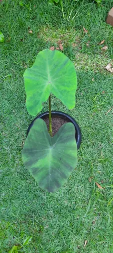 Colocasia Anubis uma muda