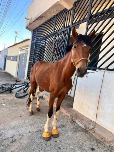 Vendo Cavalo pampa 