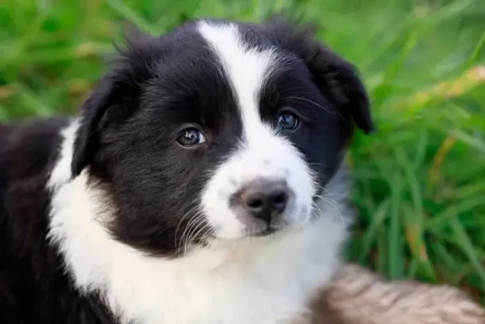 Filhotes de Border Collie Muito Inteligentes ?