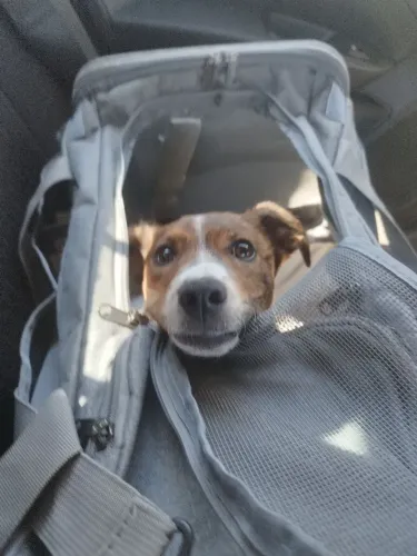 Cachorro doação