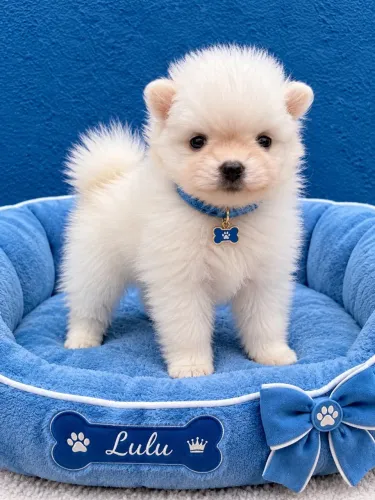 Lulu da pomerania