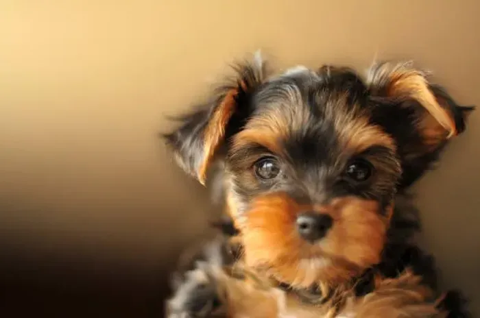 Cachorrinhos Saudáveis e Bem-Cuidados Amor em Forma de Filhote