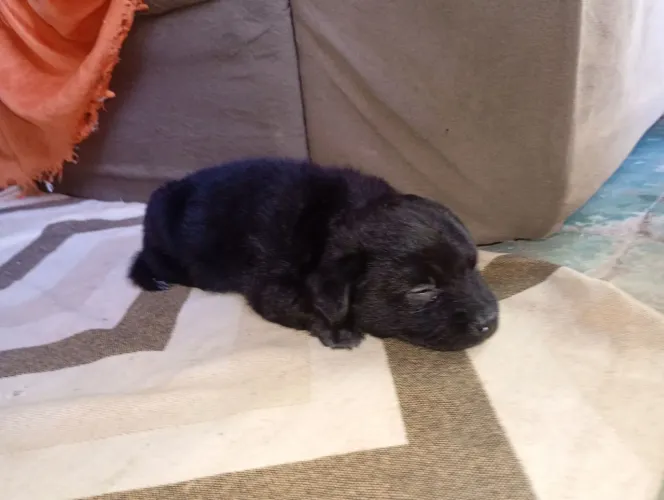 Vendendo filhote de chow-chow com vira-lata