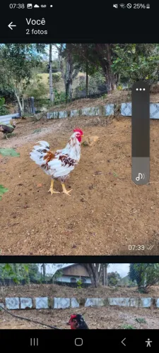 Ovos de galinha balão