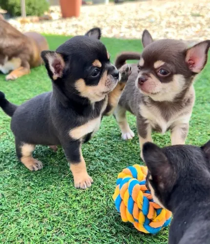 Chihuahua para apartamento