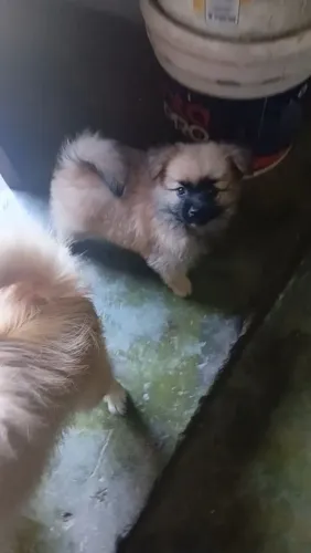 Lindo splitz alemão máscara preta
