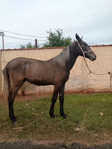 Potro mangalarga tordilho