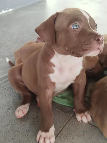 Pit Monsters filhotes 