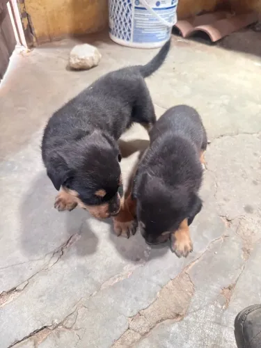 Filhote de cachorro Rottweiler fêmea