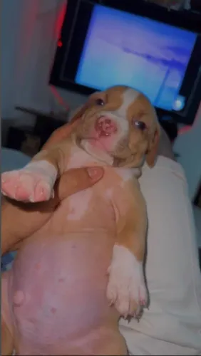 Pitbull American Bully