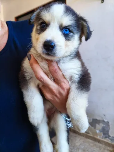 FILHOTE DE HUSKY SIBERIANO