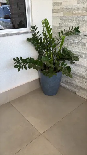 Planta Zamioculca