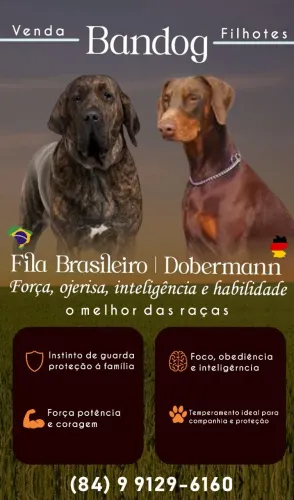 Bandog