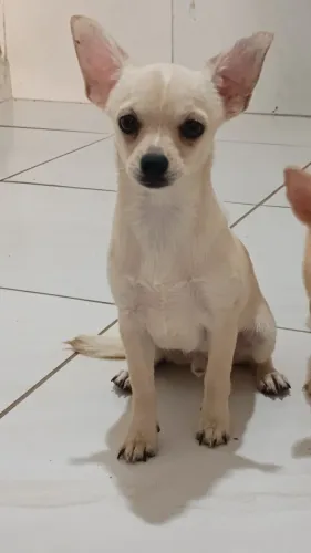 Filhote Chihuahua pelo curto