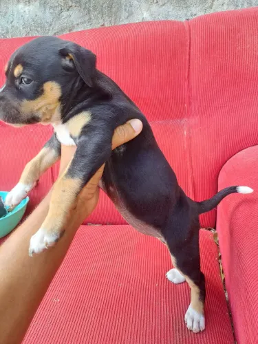 Doação de cachorrinho