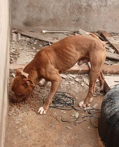 Doação Pitbul 3 anos