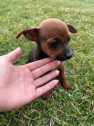 Vendo casal de Pinscher