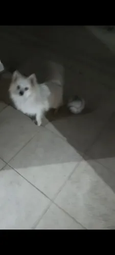 Spitz alemão (lulu)
