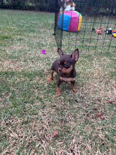 Chihuahua Chocolate 